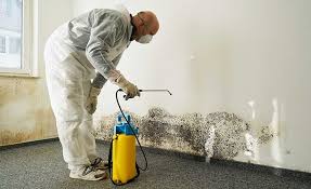 Why You Should Choose Our Mold Remediation Services in Los Luceros, NM