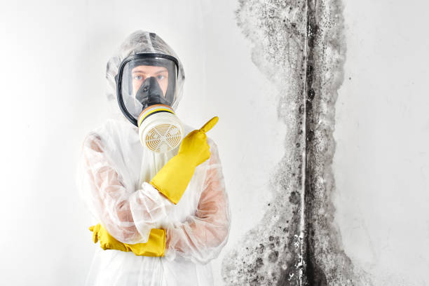 Best Environmental Consulting for Mold Prevention  in Los Luceros, NM