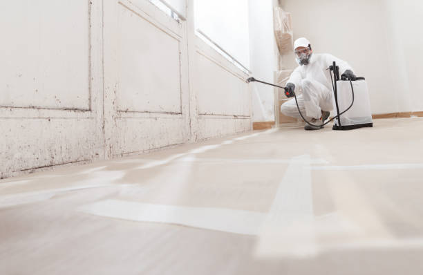 Best Attic Mold Removal  in Los Luceros, NM